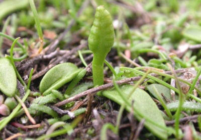 The woman who spent Christmas in search of a rare plant
